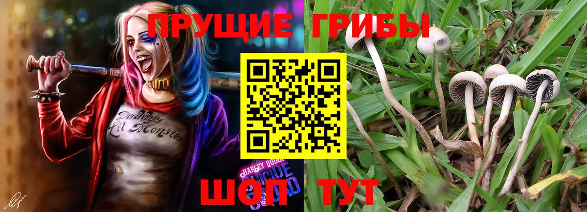 Галлюциногенные грибы Psilocybe Приморско-Ахтарск